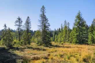 High moor landscape with spruce trees and forest on the banks of the Étang de la Gruère in the