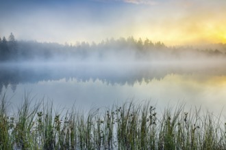 Atmospheric dawn with wafts of mist over the mirror-smooth moorland lake Étang de la Gruère in the