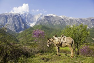 Burro in the Valley of the Vjosa, Vjosë, Wild River Vjosa National Park, Përmet, Gjirokastra Qark,