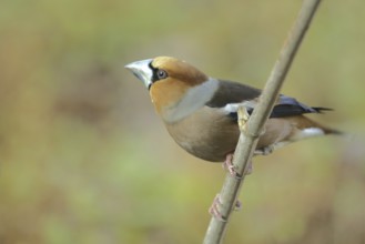 Male Hawfinch (Coccothraustes coccothraustes) in Bad Schönborn, Baden-Württemberg, Germany, Europe