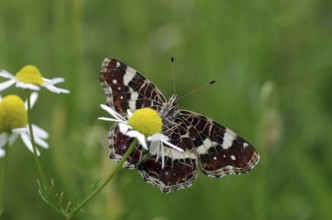 Map butterfly (Araschnia levana), butterfly, 2nd generation, open wings, underside, macro, flower,