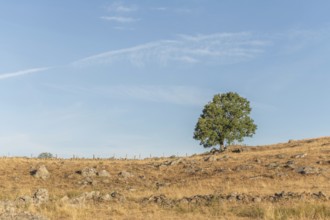 Large solitary tree on Aubrac plateau in summer. Cevennes, France, Europe