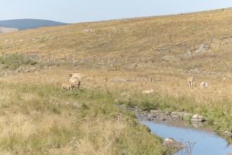 Aubrac cow going to drink in a river in times of drought. Aubrac, France, Europe