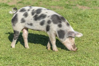 Dwarf pig in a pen in the spring. Alsace, France, Europe