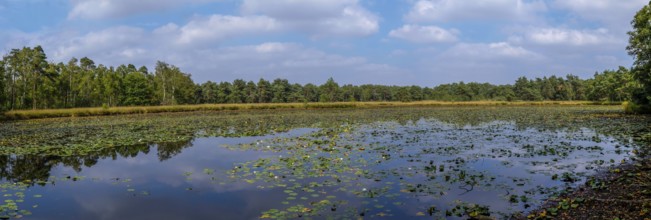 Schwattet Gatt nature conservation and FFH area, remnant of raised bog, still waters covered with