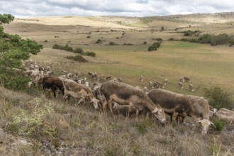 Herd of sheep in a large pasture on the causse mejean in the cevennes. Aveyron, France, Europe