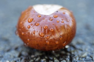 Chestnut with raindrops, autumn, Germany, Europe