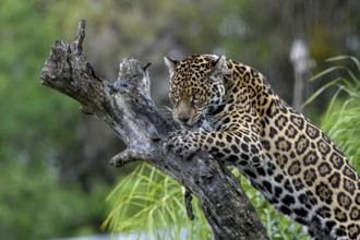 Jaguar (Panthera onca) with radio collar on gnarled tree trunk, captive, Conservation Land Trust