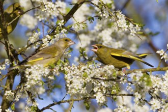 European greenfinches (Carduelis chloris), Finches, Lower Saxony, Germany, Europe