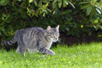 House cat, tabby