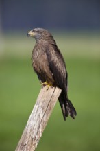 Black kite (Milvus migrans), Milan, Lower Saxony, Germany, Europe