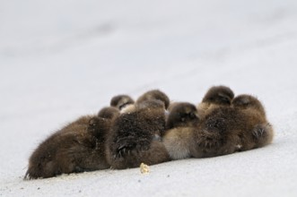 Eider ducks, chicks, dune of Helgoland, Schleswig-Holstein, Germany, Europe