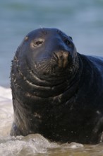 Grey seal, Helgoland dune, Schleswig-Holstein, Germany, Europe