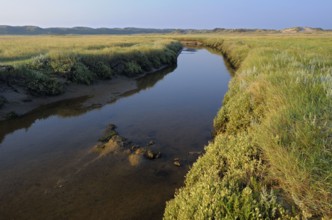 Tidal creek in salt marsh, De Slufter nature reserve, Texel island, North Holland, Netherlands