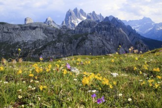 Cadini di Misurina, flower meadow, Dolomites, South Tyrol, Italy, Europe