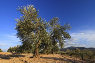 Olive groves, province of Jaon, Andalusia, Spain, Europe