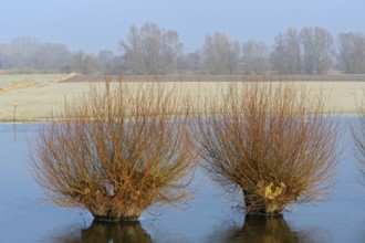 Flooded pollarded trees near Emmerich, Lower Rhine, North Rhine-Westphalia, Germany, Europe