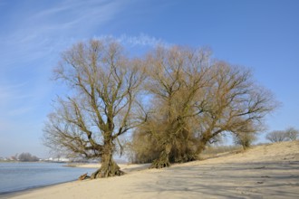 Old willows, bank of the Waal, February, nature reserve De Gelderse Poort, Millingerwaard,