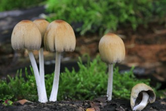 Mica cap, shiny cap, glistening inky cap (Coprinellus micaceus) (Agaricus micaceus)