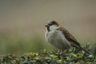 Eurasian tree sparrow (Passer montanus), male, Luisenpark, Mannheim, Hesse, Germany, Europe