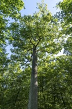 Forest of Troncais. Stebbing II remarkable oak tree, 36m high, 5m90 in circumference, about 390