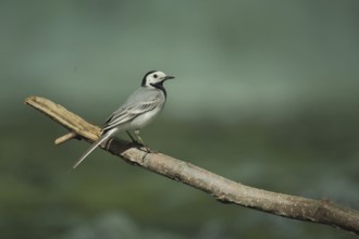 White wagtail (Motacilla alba), Branch, Eppstein, Taunus, Hesse, Germany, Europe