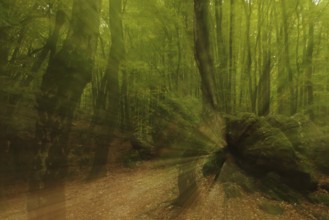 Rock and tree trunk in the forest with zoom effect, photo art, Bremthal, Eppstein, Taunus, Hesse,