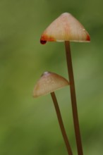 Bleeding fairy helmet (Mycena haematopus) with red blood drop, two, style, long, thin, water drop,