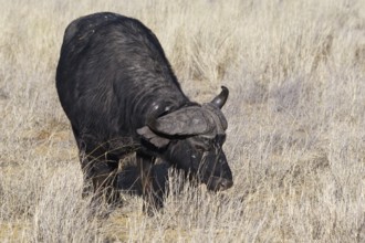 Cape buffalo (Syncerus caffer), adult male in tall dry grass, feeding on grass, savanna, Mahango