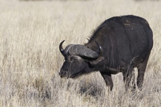 Cape buffalo (Syncerus caffer), adult male in tall dry grass, feeding on grass, savanna, Mahango