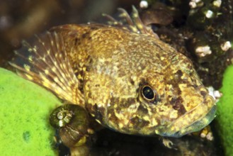 (Paracottus knerii) endemic sculpin, Lake Baikal, Olkhon Island, Pribaikalsky National Park,