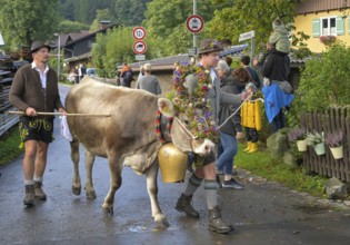 16. 09. 2022. Almabtrieb, cattle seperation in Thalkirchdorf, Markt Oberstaufen, Allgäu, Bavaria,