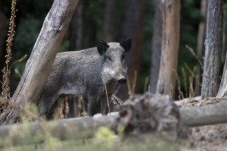 Wild boar, sow in summer, Wittlich, Rhineland-Palatinate, Germany, Europe