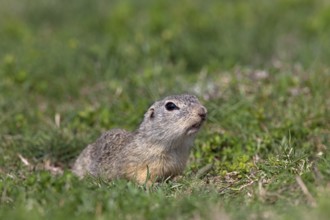 European souslik, European ground squirrel, European suslik (Citellus european ground squirrel