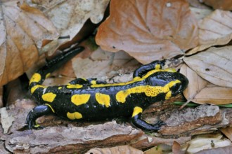 European, fire salamander (Salamandra salamandra) among fallen leaves in the forest