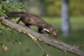 Beech marten (Martes foina), Bitburg, Rhineland-Palatinate, Germany, Europe