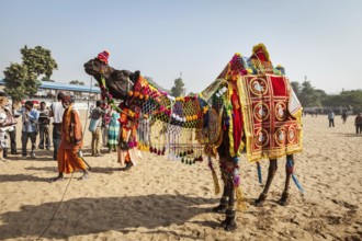 PUSHKAR, INDIA, NOVEMBER 22, 2012: Camel decoration competition contest at Pushkar camel fair