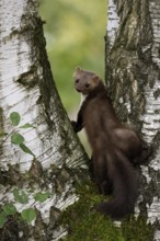 Beech marten (Martes foina), Bitburg, Rhineland-Palatinate, Germany, Europe