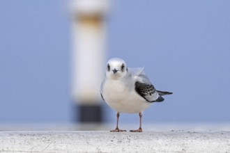 Ross's gull (Rhodostethia rosea) (Hydrocoloeus roseus) in non-breeding plumage in winter, native to