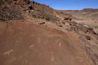 Rock engravings, Twyfelfontein, Unesco World Heritage Site, Kunene Region, Namibia, Africa