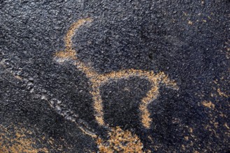 Petroglyph of a Siberian ibex (Capra sibirica), up to 2500 years old, West Karakol Valley, Tien