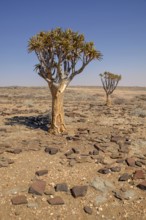 Quiver trees (Aloe dichotoma) in desert landscape, near Kuiseb-Canyon, Erongo region, Namibia,