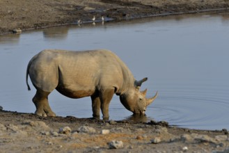 Hook-lipped rhinoceros or Black rhinoceros (Diceros bicornis) drinking at waterhole Chudop, Etosha