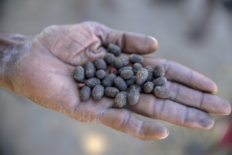 Cocoons, Bushman arrow-poison beetle (Diamphidia nigroornata) in the hands of a Bushman, for the