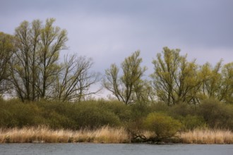 Willow trees and shrubs on the banks of the River Peene, Peene Valley River Landscape nature park