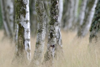 Heathland, birch (Betula), birch grove on the edge of Oberoher Heide, Südheide nature park Park,