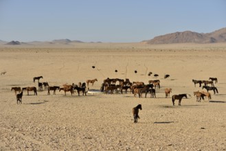 Desert Horses, Namib desert horses (Equus ferus) at the waterhole of Garub, near Aus, Karas Region,