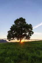 Sunset at Solitärbaum, Challhöchi, Basel-Landschaft, Switzerland, Europe