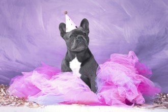 French Bulldog dog wearing party hat and pink tutu skirt