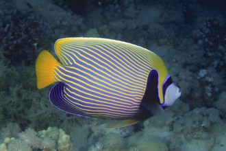 Emperor angelfish (Pomacanthus imperator), House Reef dive site, Mangrove Bay, El Quesir, Red Sea,